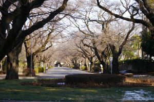 The entryway to ICU with cherry trees... in February